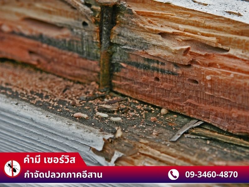 รับฉีดปลวกใกล้ฉัน ร้อยเอ็ด รับฉีดปลวกใกล้ฉัน ร้อยเอ็ด